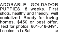 ADORABLE GOLDADOR PUPPIES, 8 weeks  First shots, healthy and friendly, well socialized  Ready for loving homes   450    